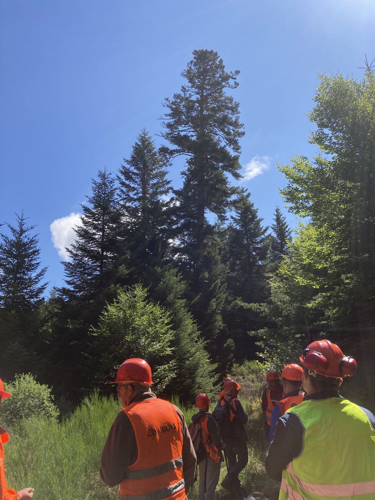 Chantier en forêt publique à Saint-Étienne-de-Lugdarès