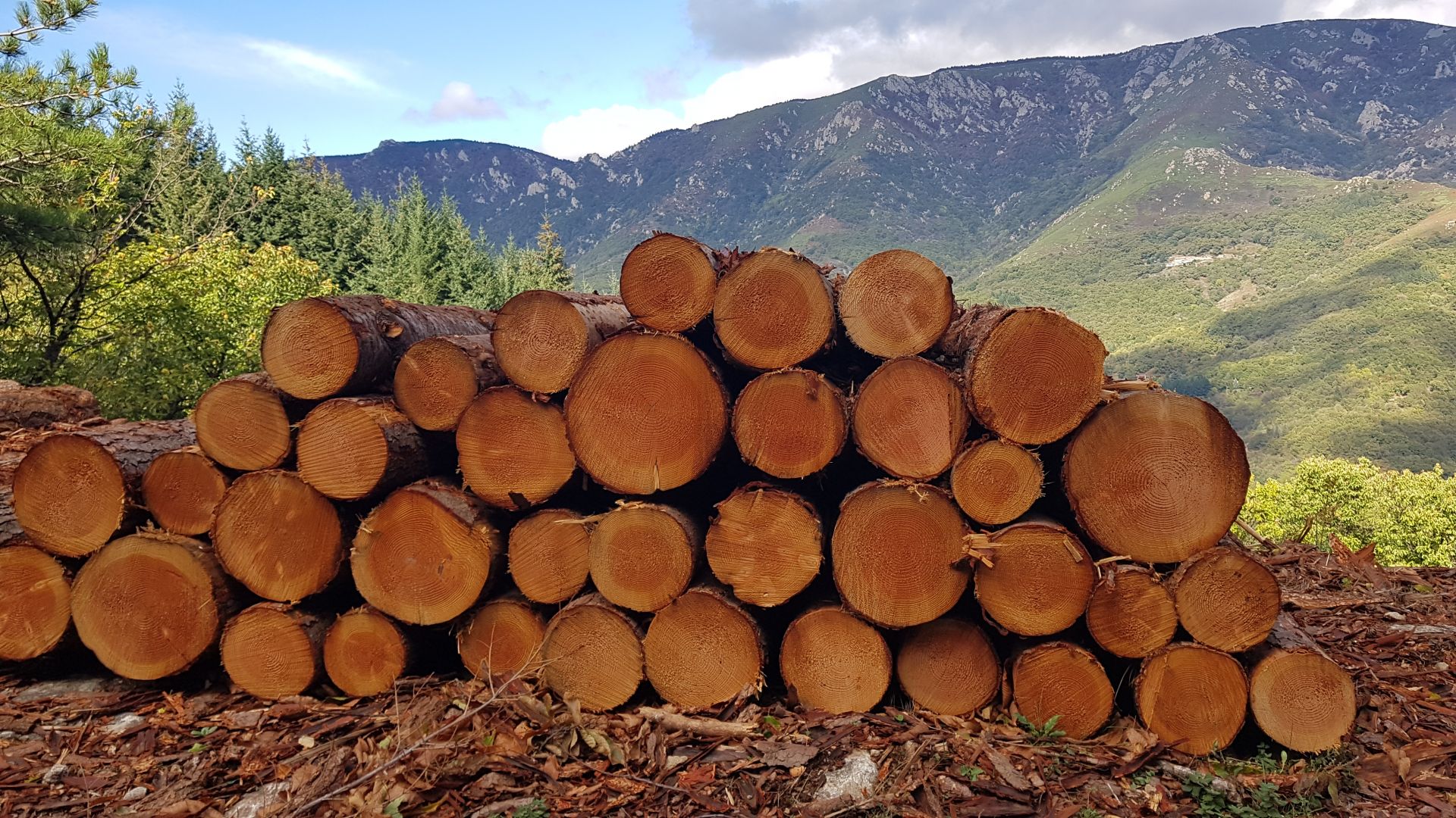 Stockage de bois rond